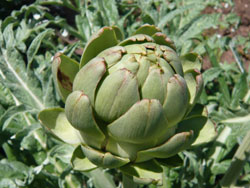 Alcachofra