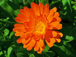 Calêndula