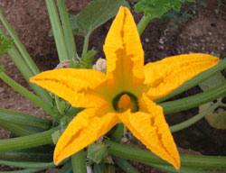 Flor da Abobrinha
