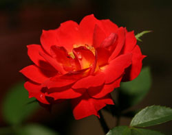 Mini Rosa