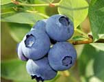 Blueberry