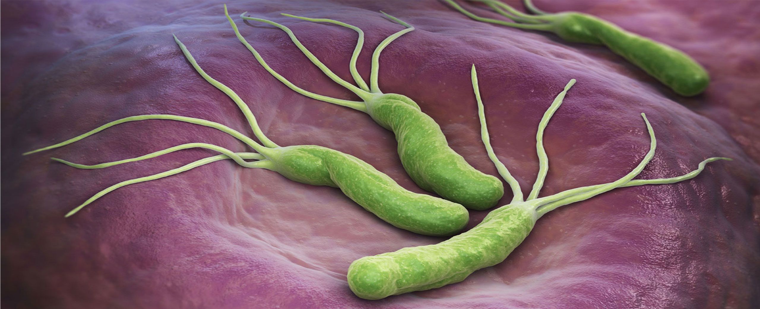 Helicobacter Pylori